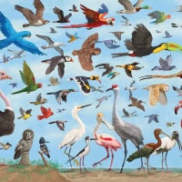 All the Birds by David Opie 1000 piece jigsaw 7 Jigsaw Puzzle