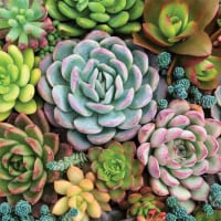 Succulent Garden 1000 piece jigsaw puzzle 8 Jigsaw Puzzle