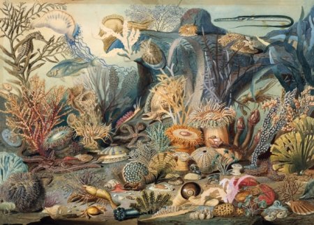Ocean Life 1000 piece jigsaw puzzle 6 Jigsaw Puzzle