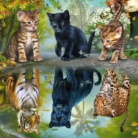 Jigsaw Puzzle