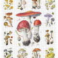 Jigsaw Puzzle